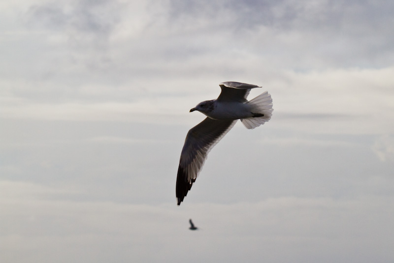 Gull In Flight